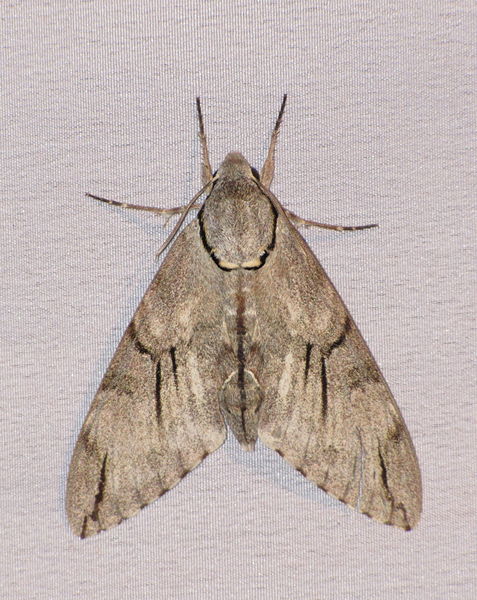 File:Unidentified Moth 3350.jpg