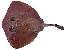 Urolophus bucculentus.jpg