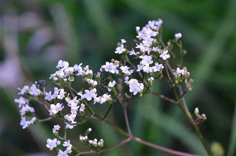 Para que sirve la valeriana