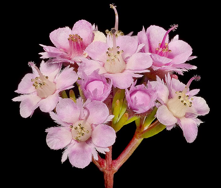 File:Verticordia plumosa var. plumosa - Flickr - Kevin Thiele.jpg