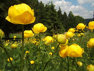 Engblomme (Trollius europaeus)