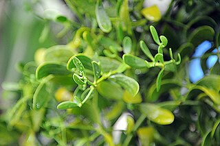 <i>Viscum cruciatum</i> Species of plant in the family Santalaceae