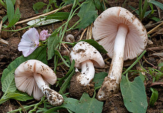 <i>Volvopluteus earlei</i> Species of fungus