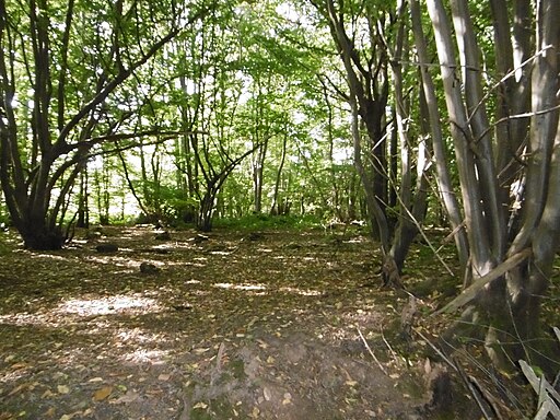 Warren Woods Nature Park - geograph.org.uk - 4681316