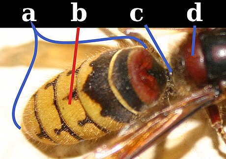 Wespentaille (biologie)