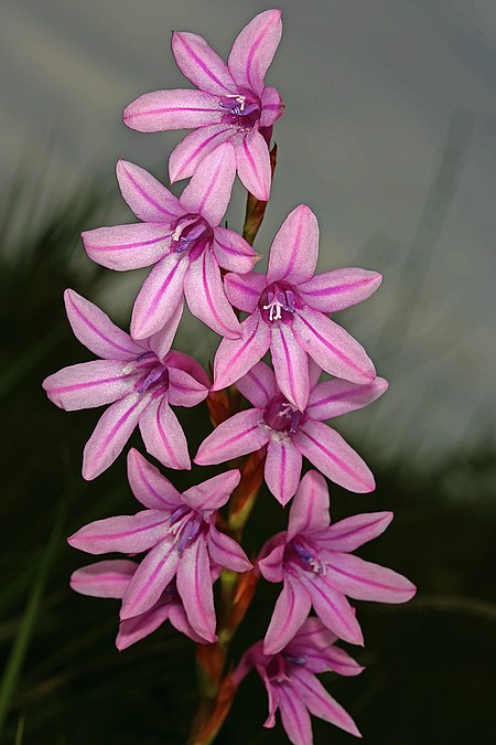 Watsonia inclinata