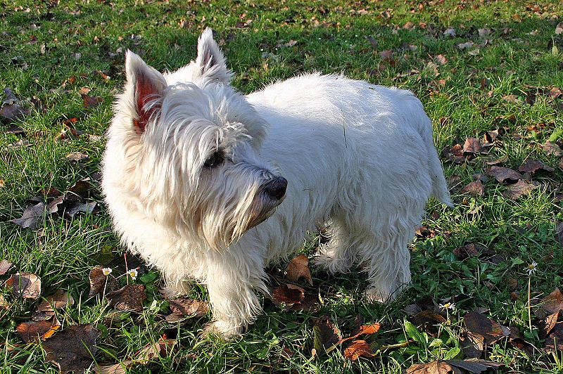 File:Westhighlandwhiteterrier bl.jpg