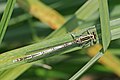 * Nomination: White-legged damselfly (Platycnemis pennipes) female, Wiltshire--Charlesjsharp 09:54, 1 June 2018 (UTC) * * Review needed