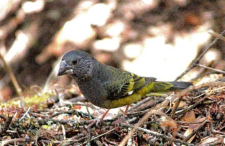 White winged gros beak near Phortse Tanga at Sagarmatha National Park area.