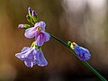 * Nomination Meadow cuckooflower in the grove area in Bamberg. Focus stack from 16 frames --Ermell 06:55, 29 May 2020 (UTC) * Promotion Good quality -- Spurzem 08:17, 29 May 2020 (UTC)