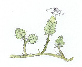 <i>Wilsonia humilis</i> Species of plant