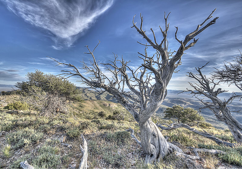 File:Wind Swept Tree (19355853673).jpg