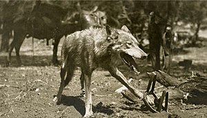 Wolf in trap, 1909-1918.jpg