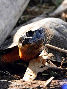 Tortue des bois au Southern Vermont Natural History Museum.JPG