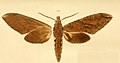 Xanthopan morganii (Sphinginae)