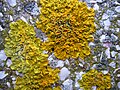 Tallo di lichene (Xanthoria parietina).