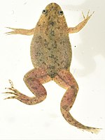 Thumbnail for Xenopus victorianus