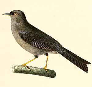 Xenospingus concolor 1847.jpg