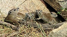 Family, Serengeti, Tanzania Yellow-spotted Rock Hyraxes.jpg