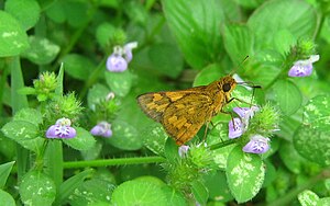 Yellow Grass Dart (Taractrocera archias).JPG