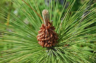 Muški češeri Pinus canariensis, Temecula, Kalifornija, SAD