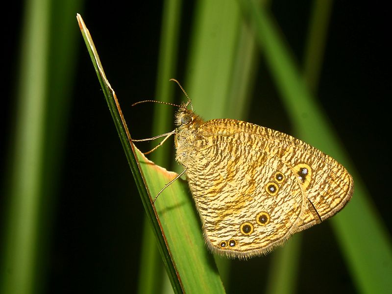 File:Ypthima baldus (Common Five Ring).JPG