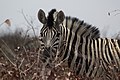 Zebra, Namibia