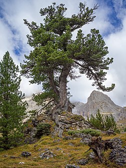 Un pin des Alpes (pinus cembra), dans les Dolomites. (définition réelle 6 200 × 8 272)