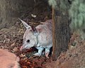 Bilby at Featherdale Wildlife Park