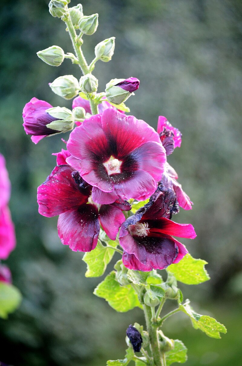 (Alcea) Stockrosen in Sanok, 2014.JPG