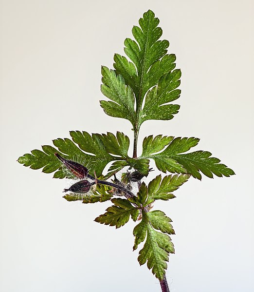 File:(MHNT) Geranium robertianum - Leafs and buds.jpg