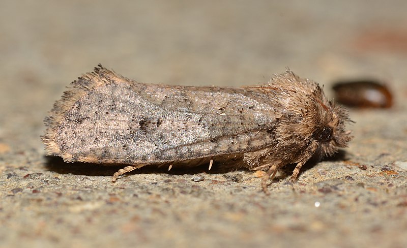 File:- 0373 – Acrolophus popeanella – Clemens' Grass Tubeworm Moth (48128229962).jpg