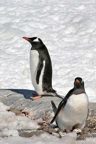 File:00 0304 Gentoo Penguins.jpg