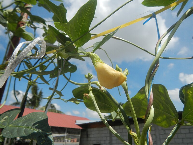 File:0460Asparagus bean plantations in Plaridel, Bulacan 26.jpg