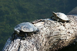 Sandy Bottom Nature Park