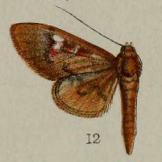 <i>Syllepte torsipex</i> Species of moth