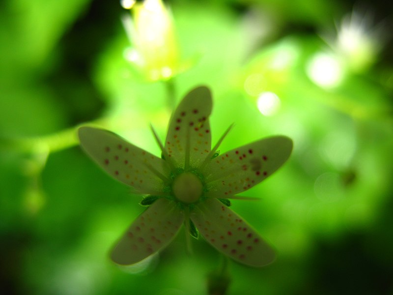 File:1454 - Nationalpark Hohe Tauern - Flowers.JPG