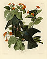 Pentraĵo de John James Audubon de Blankkrona kolombo