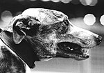 Thumbnail for St Leger (Irish greyhound race)