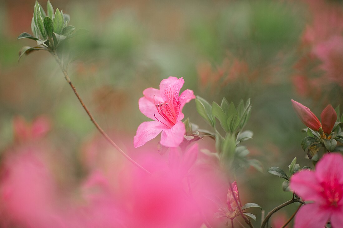 North Carolina Azalea Festival