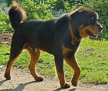 tibetan mastiff bite force