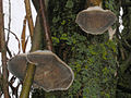 Anis-Tramete Trametes suaveolens