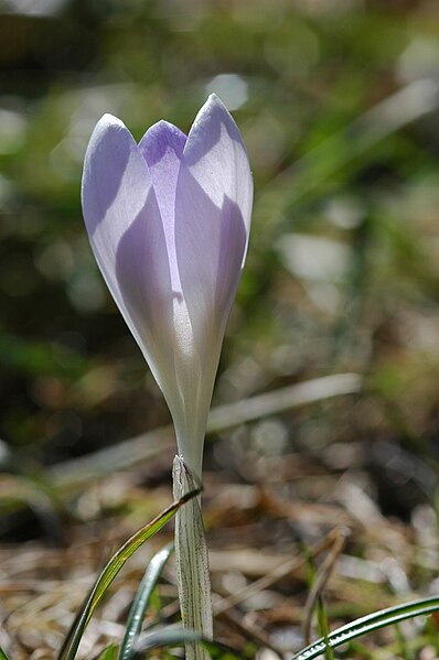 File:2010-03-04 Crocus vernus (4).jpg