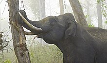 https://upload.wikimedia.org/wikipedia/commons/thumb/1/13/2010-kabini-tusker-bark.jpg/220px-2010-kabini-tusker-bark.jpg