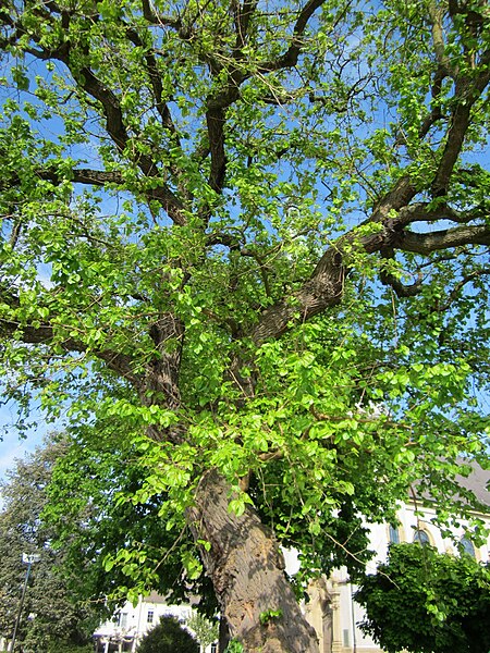 File:20130514Morus alba2.jpg