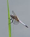 Spitzenfleck - Libellula fulva, Männchen