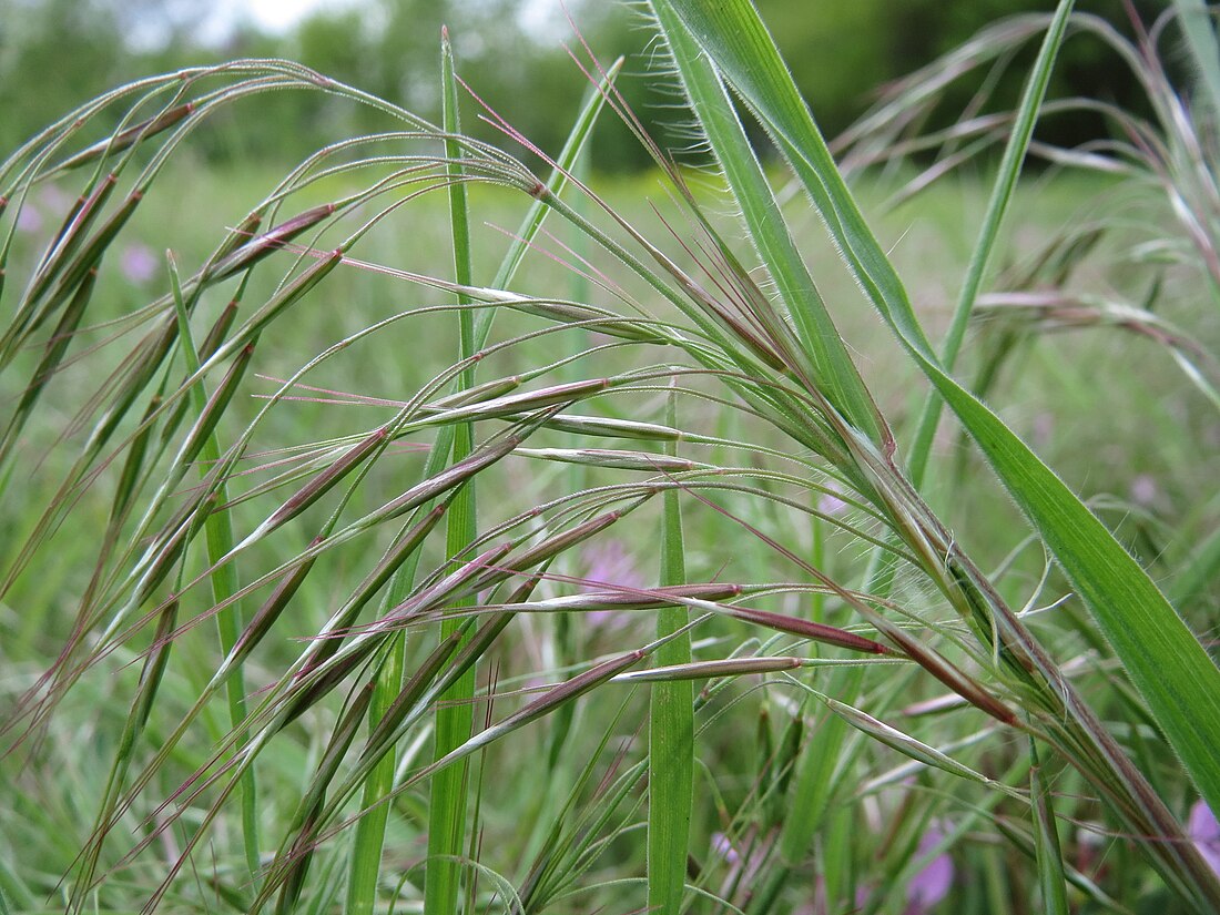 Bromus tectorum