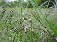 20160426 Bromus tectorum1.jpg