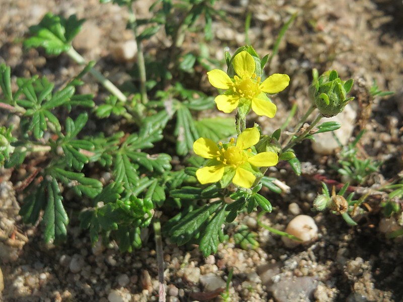 File:20170819Potentilla argentea2.jpg