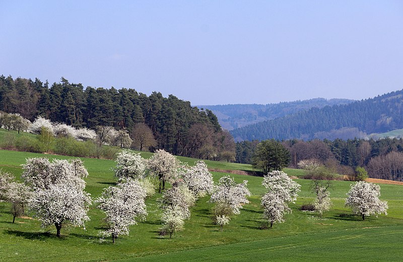 File:2017 Kirschblüte bei Oberlindlbach 03.jpg